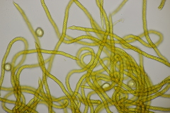 Oligonema affine