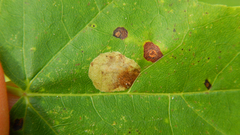 Cameraria saccharella