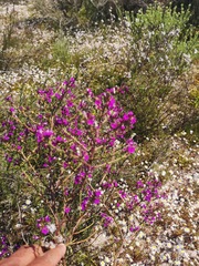 Muraltia macropetala