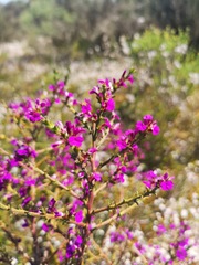 Muraltia macropetala