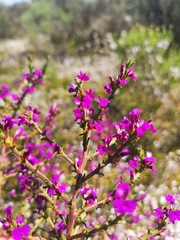 Muraltia macropetala