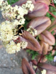 Bombus