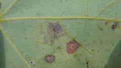 Cameraria saccharella