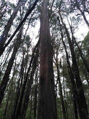 Eucalyptus brookeriana