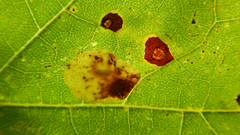 Cameraria saccharella