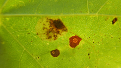 Cameraria saccharella