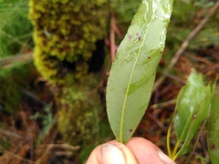 Eucalyptus brookeriana