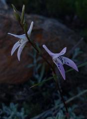 Disa bifida
