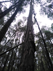 Eucalyptus brookeriana