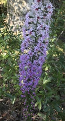 Liatris gracilis