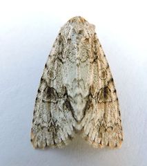 Acronicta beameri