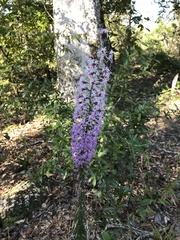 Liatris gracilis