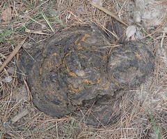 Bos indicus × taurus