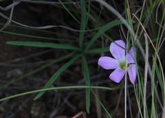 Oxalis smithiana