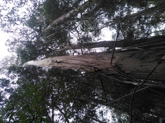 Eucalyptus brookeriana