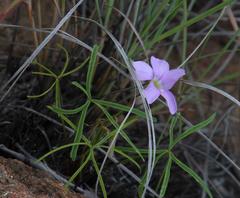 Oxalis smithiana