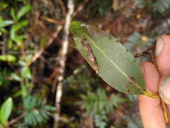 Eucalyptus brookeriana