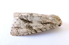 Acronicta beameri