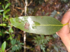 Eucalyptus brookeriana