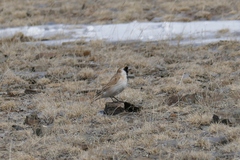 Montifringilla davidiana