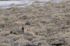 Montifringilla davidiana