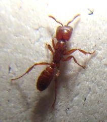 Dorylus helvolus