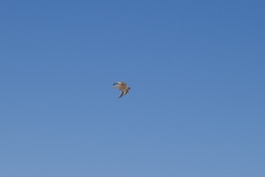 Montifringilla davidiana