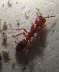 Dorylus helvolus