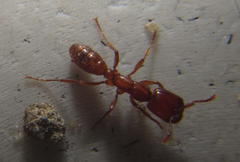 Dorylus helvolus