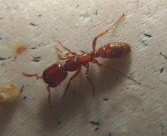 Dorylus helvolus