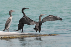 Phalacrocorax nigrogularis