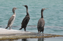 Phalacrocorax nigrogularis