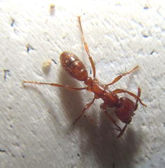 Dorylus helvolus