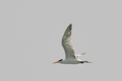 Thalasseus bengalensis