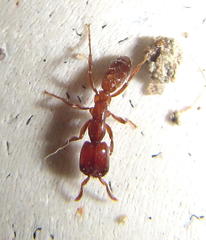 Dorylus helvolus