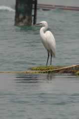 Egretta gularis