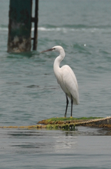 Egretta gularis