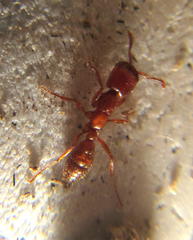 Dorylus helvolus