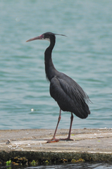 Egretta gularis