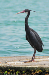Egretta gularis