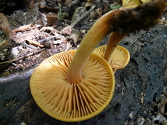 Heimiomyces velutipes