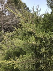 Juniperus turbinata