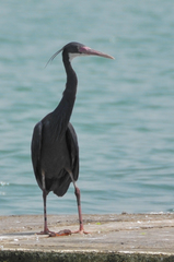 Egretta gularis