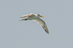 Thalasseus bengalensis