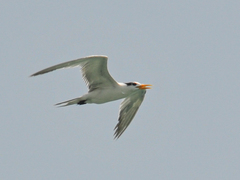 Thalasseus bengalensis
