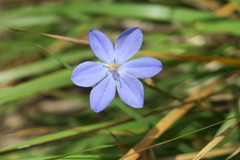 Orthrosanthus multiflorus