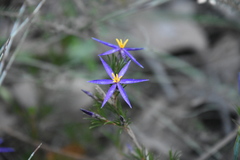 Calectasia intermedia