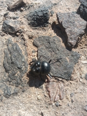 Glyphoderus