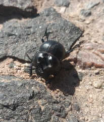 Glyphoderus