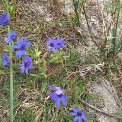 Felicia heterophylla